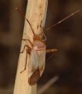 Adelphocoris insignis